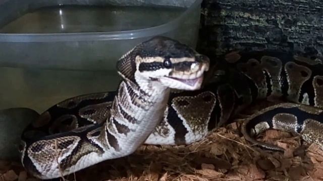 Питон зевает