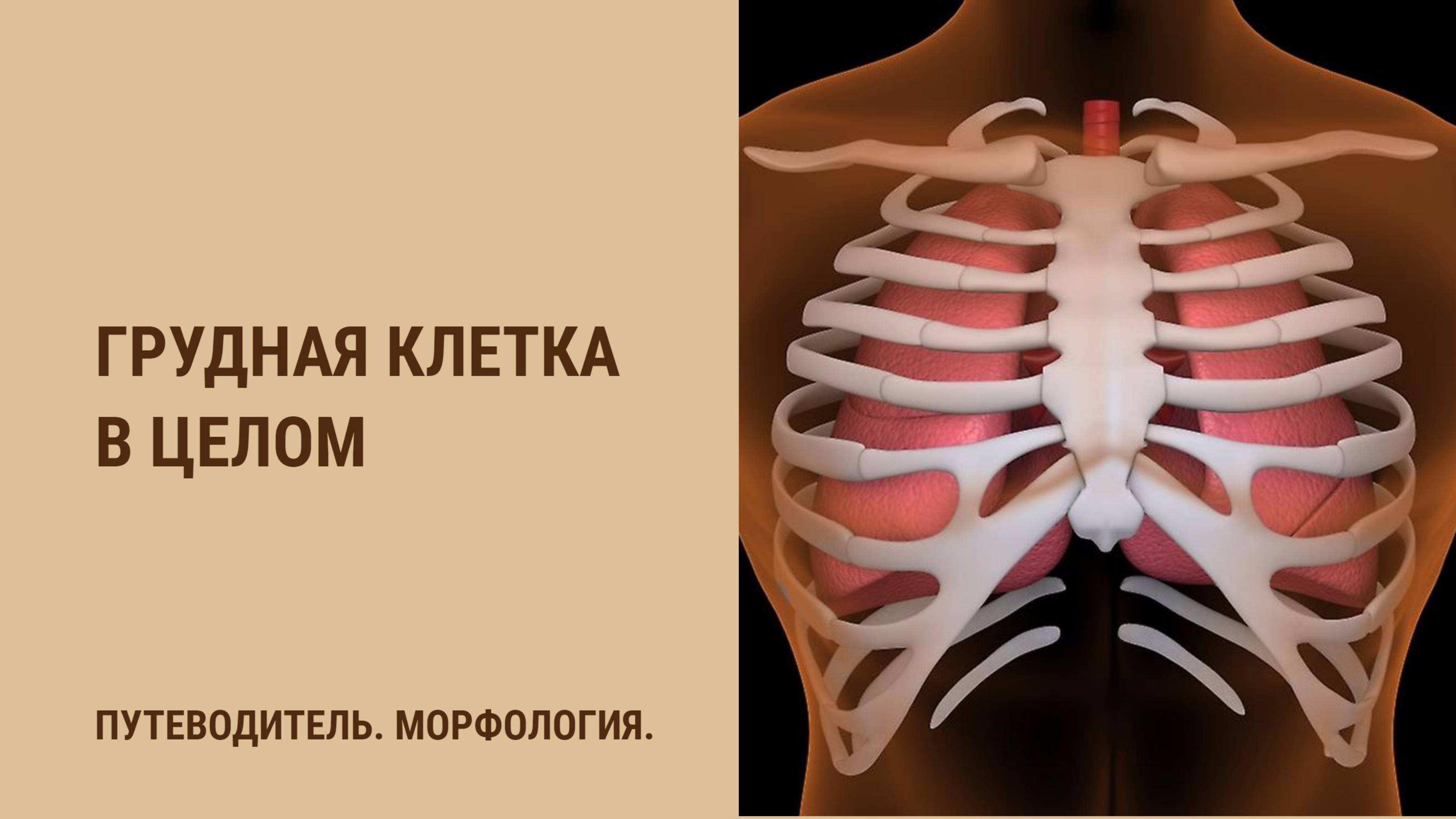 Грудная клетка в целом. смотреть онлайн