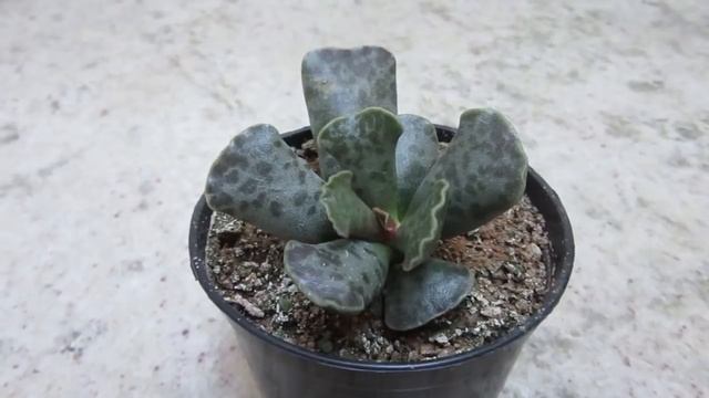 #Suculentadodia! | Adromischus Cooperi смотреть онлайн