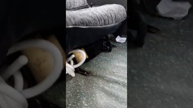 Kia besta смотреть онлайн