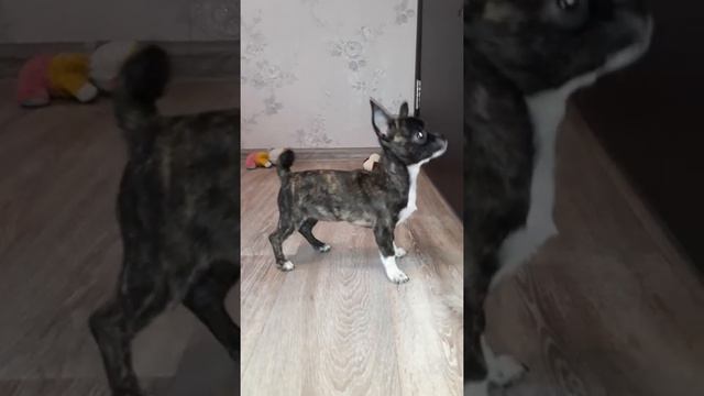 Щенок чихуахуа, тигровая девочка, нам 3 мес ( д.р.21.08.2019), смотреть онлайн