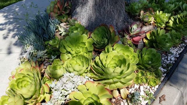 Idea de como docorar el pie de un arbol con plantas. смотреть онлайн
