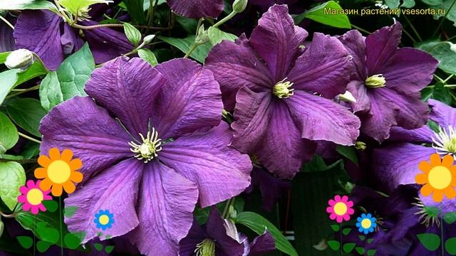 Клематис гибридный Этоль вайолет. Краткий обзор, описание характеристик clematis Etoile violette смотреть онлайн