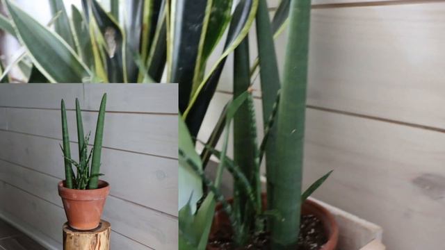 Sansevieria / Snake plant : Easy Indoor plant decoration смотреть онлайн