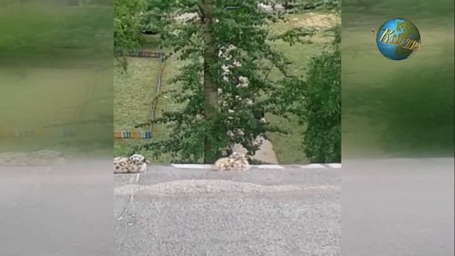 Чайки + птенцы смотреть онлайн