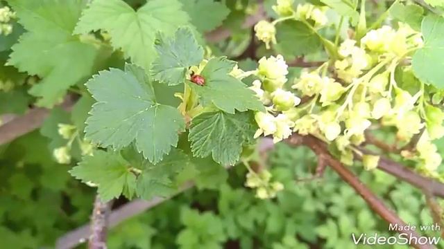 Май Цветут сады смотреть онлайн