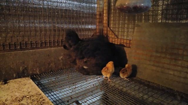 Февраль и цыплята под клушкой!)) смотреть онлайн