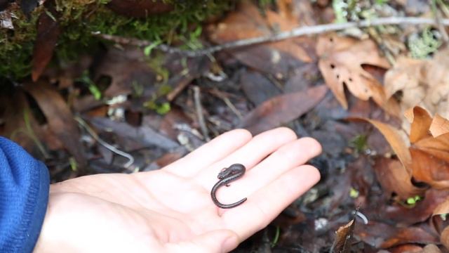 105 - Who Lives Under Logs? смотреть онлайн