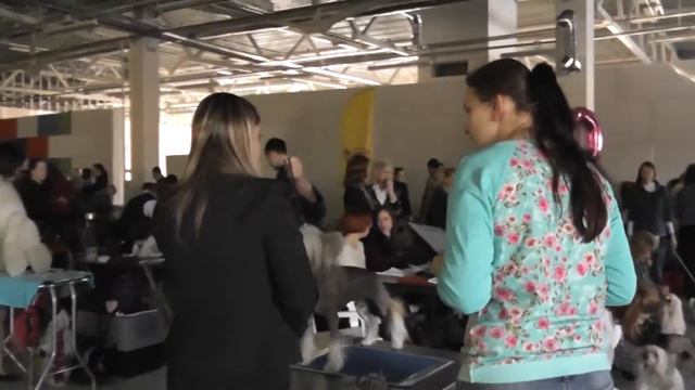 КХС CACIB. 25/02/2017 Балтийский триумф