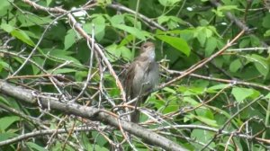 Чувашская  народная песня «Вăрмана кĕнĕ чух шăхăрса кĕр»