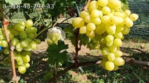 Виноград «Сенатор Бурдака»