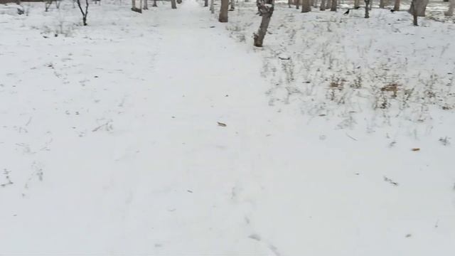 А к нам пришла сегодня зима. смотреть онлайн