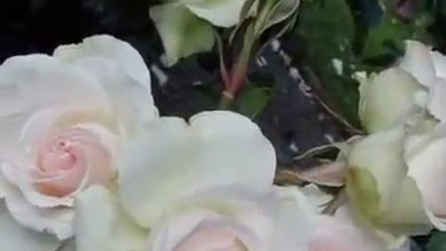 VALSUL FLORILOR смотреть онлайн