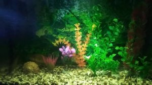 Как содержать в аквариуме карасей?(совет из опыта)