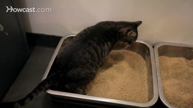 How to Prevent a Cat from Spraying | Cat Care смотреть онлайн