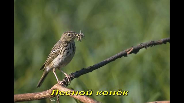 ЛЕСНЫЕ ПТИЦЫ!!! РАЗВИВАЛКА ДЛЯ МАЛЫШЕЙ!!! смотреть онлайн