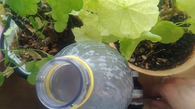 ЧТОБЫ ЦВЕТЫ В ДОМЕ ЦВЕЛИ ПЫШНО И ДОЛГО! смотреть онлайн