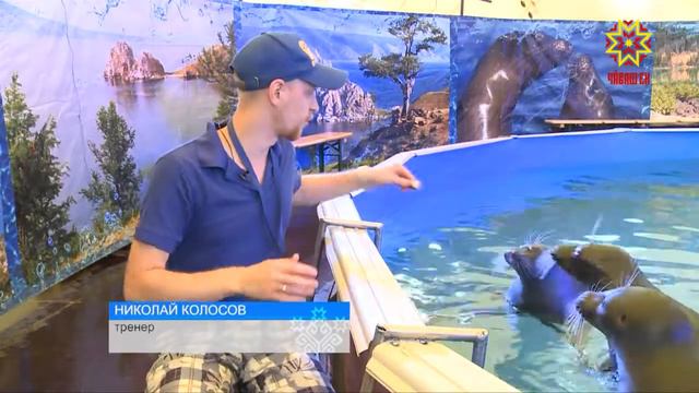 Тĕлĕнтермĕш нерпсем смотреть онлайн