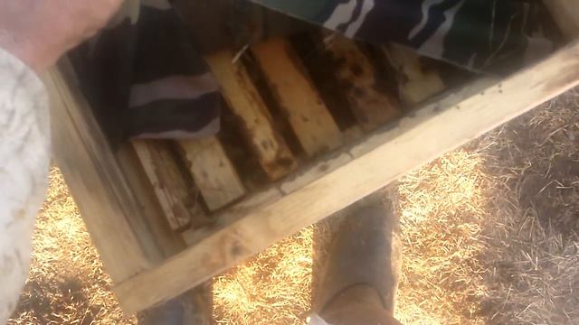 Продолжение подкормки.медово перговой сытой. смотреть онлайн