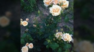 Роза сорта Крем карамель.