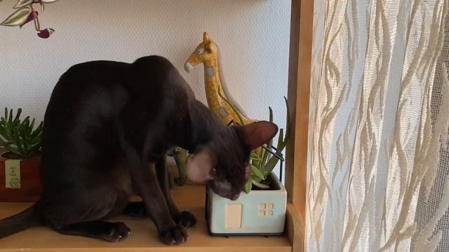 Смешные коты?⬛l Ориентал шалит l Кошачьи разборки смотреть онлайн