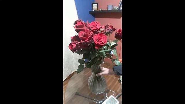 Роза Эксплорер Explorer Эквадорский сорт Обзор