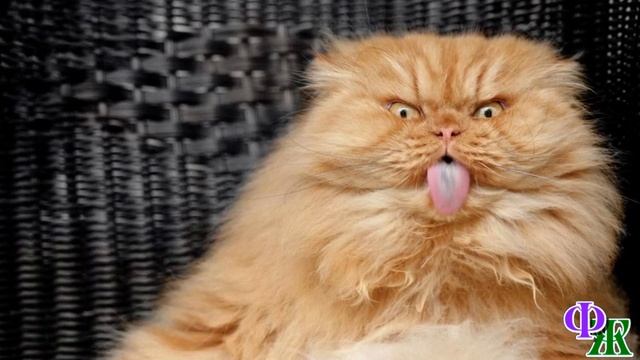 БАБАЙКА 5. «Умоляю, забери своего Васю!» - Коты орали друг на друга и тужились из последних сил смотреть онлайн