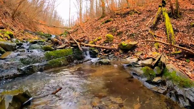 Красивая песня птиц в лесу, Успокаивающие звуки ручьев, Сон, Позитивная энергия, relaxation смотреть онлайн
