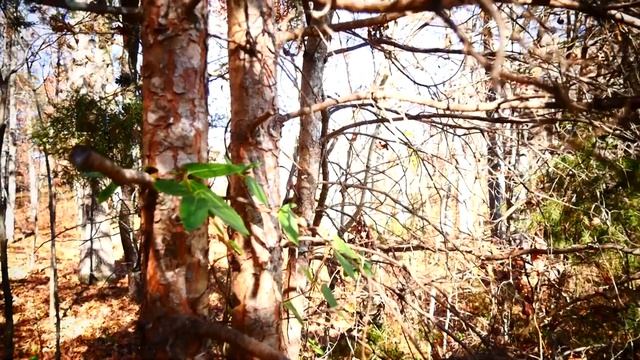 ( Мои стихи № 40 ) Вновь сумерки душой владеют ... смотреть онлайн