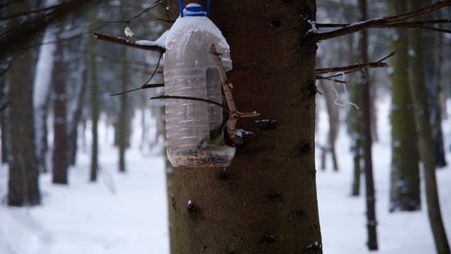 Прогулка с Fujifilm X-T3 в парке смотреть онлайн