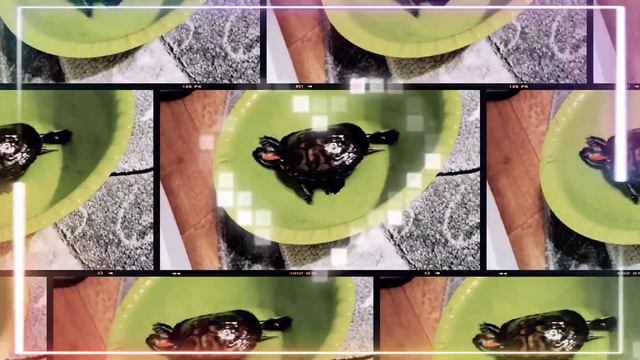 я достала Ральфа чтобы помыть аквариум смотреть онлайн