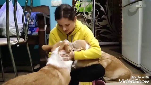 Дом, в котором детям никогда не запрещали целовать собак))) смотреть онлайн