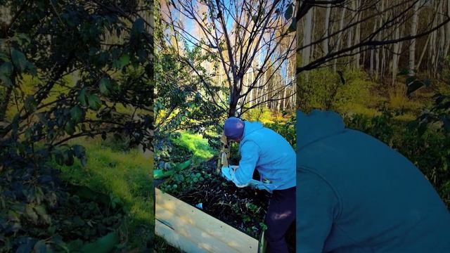 Как утеплить слыву на зиму ?) смотреть онлайн