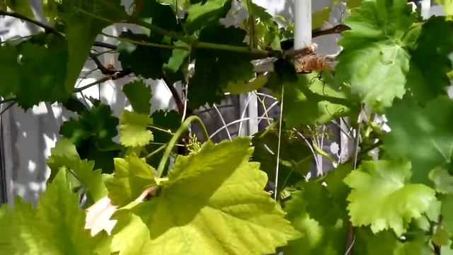 Выращивание винограда. Сад и огород смотреть онлайн