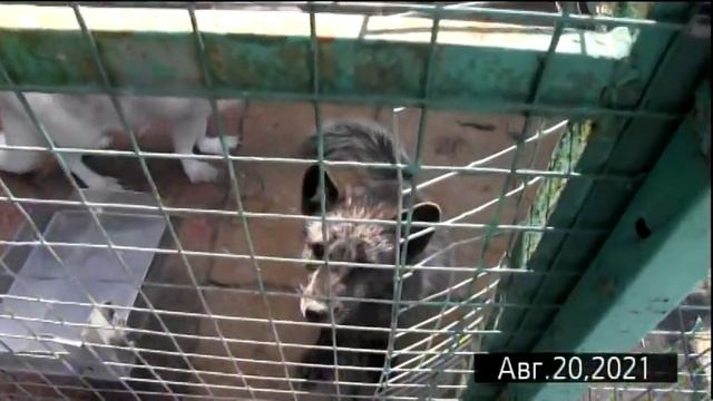 Барская усадьба. Барское подворье. Домашняя птица. Кролики смотреть онлайн
