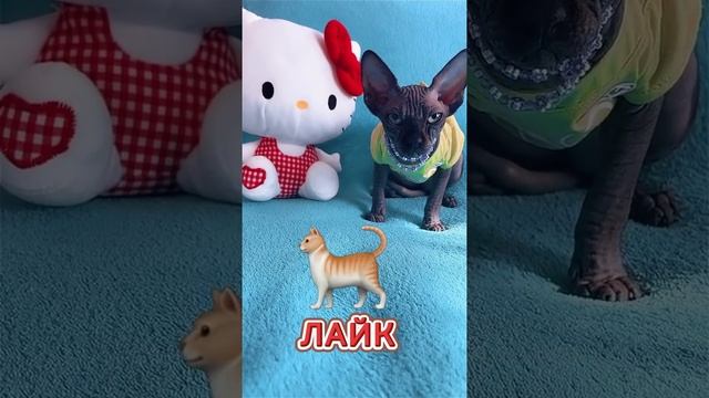 Лысая кошка Сфинкс самая лучшая смотреть онлайн
