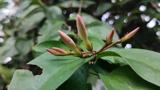 Royal Jasmine (Jasminum grandiflorum) #plants #flowers #relaxwithnature смотреть онлайн