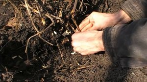 Прививка древовидного пиона весной