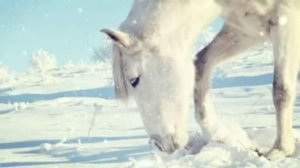 Слепая лошадь, рассказ, аудио, Константин Дмитриевич Ушинский