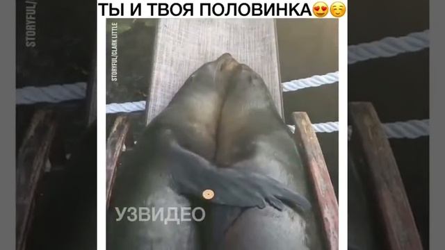 Ты и твоя вторая половинка ? смотреть онлайн