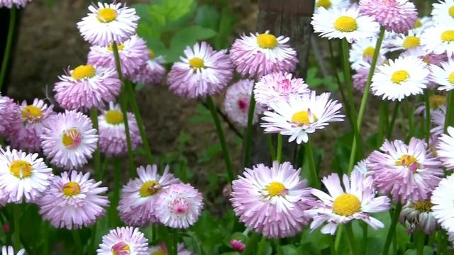 Маргаритки. Дачные картинки 2022. смотреть онлайн