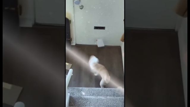 Злой пес#short #shorts #shortvideo #смех #приколы #humour #юмор #ржака #животные смотреть онлайн