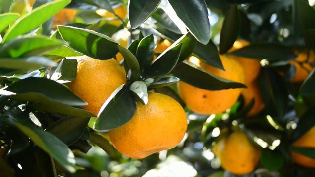 Le café à la conquête du monde смотреть онлайн