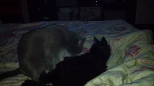Двукотаж смотреть онлайн
