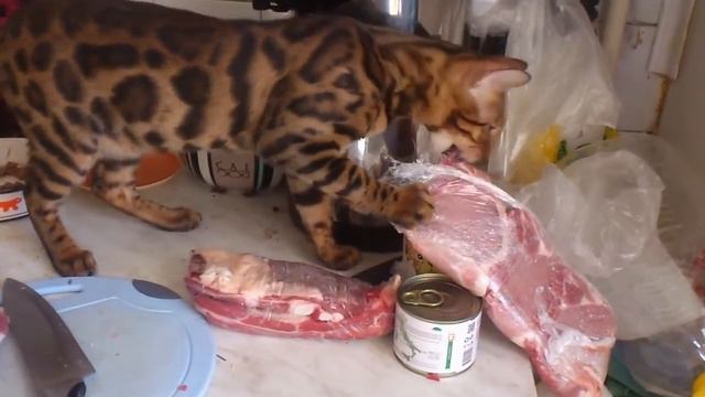 Бенгальский кот и мясо. смотреть онлайн