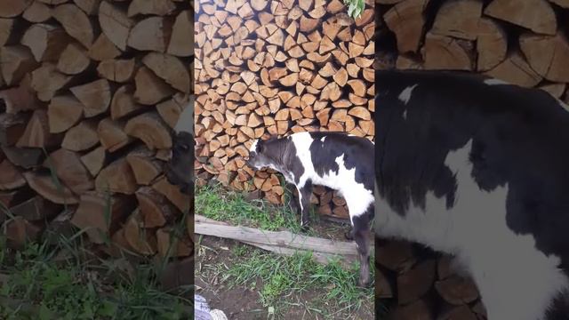 Затопило!.Куда.поставить теленка? смотреть онлайн