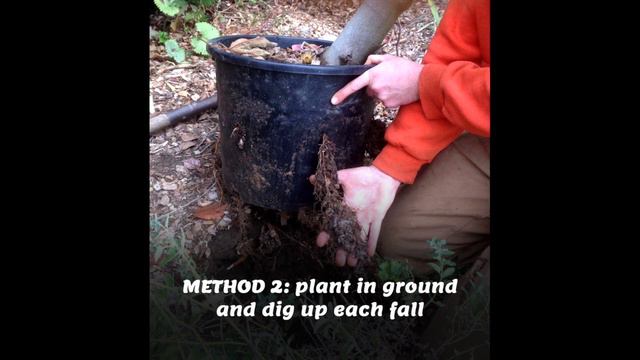 Growing Figs in Cold Climates with Lee Reich смотреть онлайн