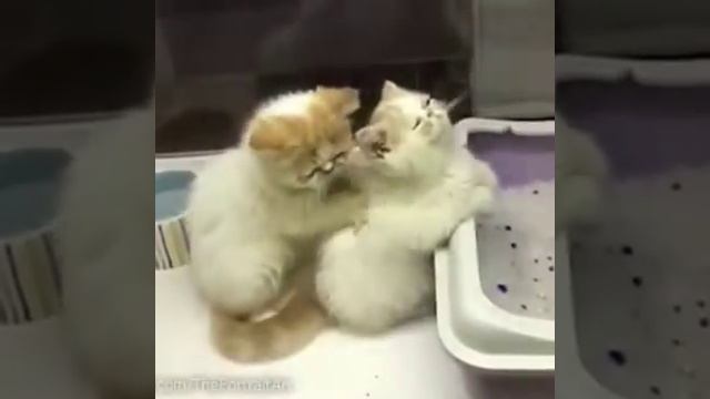 Котик делает массаж кошечке ♥ смотреть онлайн