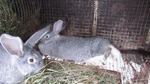 Серый великан 3 месяца 3,5 кг