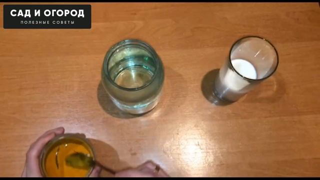 1 Чайная Ложечка под Любой Домашний Цветок, и он Позеленеет и Пышно Зацветет! Простое Средство! смотреть онлайн